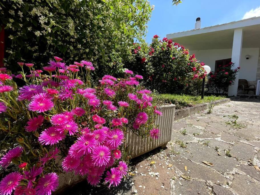 Rose Country Villa Касано деле Мурдже Екстериор снимка